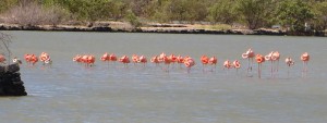 Siesta bei den Flamingos auf Curacao