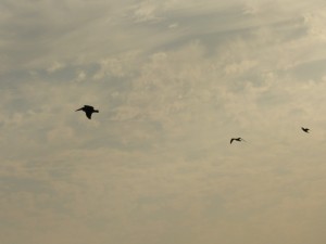 Pelikan Flugkunst 
